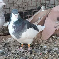 یال سبز نر|پرنده|زرقان, |دیوار