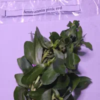 گیاه آکواریم|ماهی|بابل, |دیوار