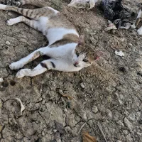 گربه گمشده