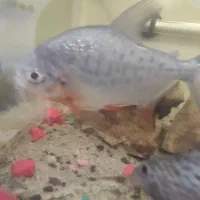 چند عدد ماهی|ماهی|رشت, پیرکلاچای|دیوار