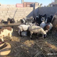 گوسفند وبز معاوضه‌ایی