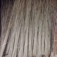 نهال درآمدمیلیاردی با کاشت نهال صنوبر خارجی نیگررا|خدمات باغبانی و درختکاری|شهرکرد, |دیوار