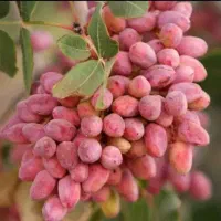 فروش-باغ-پسته-دوتا-صدقبی-در-جاده-یزدی