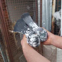 کبوتر پرشی ساعت بالا به شرط