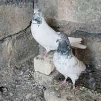 کبوتر