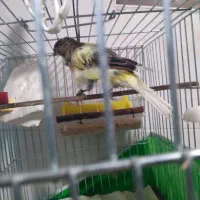 قناری فری رسمی بلندنر|پرنده|تهران, استخر|دیوار