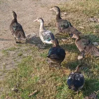 فروشی|حیوانات مزرعه|رودبنه, |دیوار