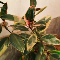 تعدادی گل آپارتمانی