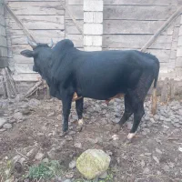 دو عدد گاو نر|حیوانات مزرعه|اطاقور, |دیوار