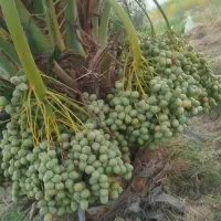 فسیل
