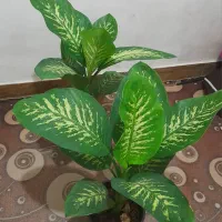 گل دیفن باخیا|گل و گیاه طبیعی|رضوانشهر, |دیوار