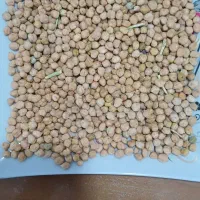 نخود بهاره کرمانشاهی