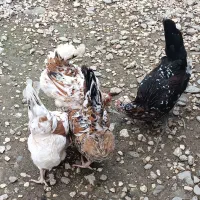 مرغ وخروس گلین لر