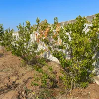 باغ و باغچه ،دیوار کشی ، انشعاب درختان مثمر