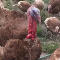 تخم نطفه دار بوقلمون قرمز بوربون|حیوانات مزرعه|رامیان, |دیوار