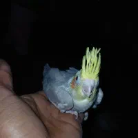 عروس هلندی.|پرنده|بندرعباس, |دیوار