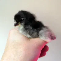 جوجه بلک استار|حیوانات مزرعه|ایرانشهر, |دیوار