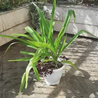 دو عدد گل سوسن عنکبوتی تولید خانگی در یک گلدان|گل و گیاه طبیعی|تهران, آسمان|دیوار