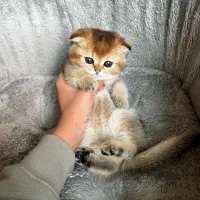 اسکاتیش دبل فولد گلد|گربه|شیراز, فرهنگ شهر|دیوار