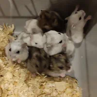 همستر کوچولوی مینیاتوری سفید،مشکی|موش و خرگوش|تهران, امامت|دیوار