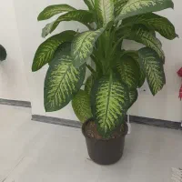 گل دیفن باخیا