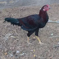 یک عدد جوجه خروس چابهاری