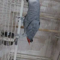 کاسکو ملنگو گرینچیک