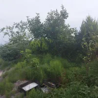 ۲۴۰۰متر باغ درشمال مازندران نشتارود کترا|فروش زمین و ملک کلنگی|نشتارود, |دیوار