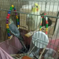 دوتا عروس هلندی خیلی قشنگ