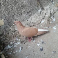زرددم سفیدماده