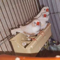 ۳ عدد فنچ سفید|پرنده|رودهن, |دیوار