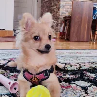 سگ پامر|سگ|فردیس, شهرک ارم|دیوار