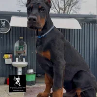 توله دوبرمن تیپ اروپایی مخصوص نگهبانی مفت