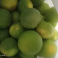 پرتقال بم