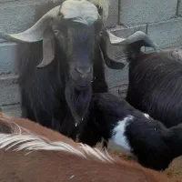 فروش هفت راس بز و کره محلی در شهربابک|حیوانات مزرعه|شهر بابک, |دیوار