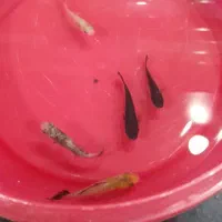 ۸ تا ماهی مولی کاملا سالم