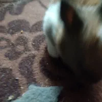 خرگوش فروشی|موش و خرگوش|بندر ماهشهر, |دیوار