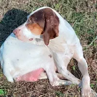 واگذاری توله سگ شکاری پوینتر توضیحات