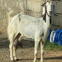 بز شیری|حیوانات مزرعه|جیرفت, |دیوار