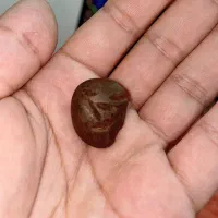 هبهاب آفریقایی کهنه