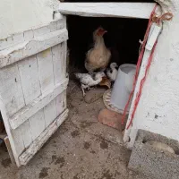 مرغ ارگانیگ واکسن زده با جوجه یک هفته ای