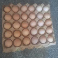 تخم مرغ نطفه دار