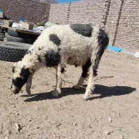 بره نر وطنی