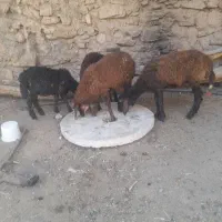 ۴تا‌گوساله‌‌یکی‌نر‌۳تا‌ماد‌برای‌نگهداری|حیوانات مزرعه|میانه, |دیوار