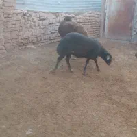 فروش دو راس گوسفند گوشتی ودامازدخ