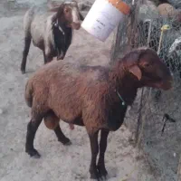 دو عدد قوچ سه شیره