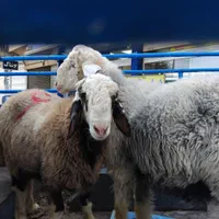 بره وگوسفندزنده بومی با قصاب رایگان|حیوانات مزرعه|یزد, |دیوار