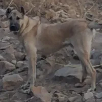 توله سرابی۶ ماهه قدبلندکشیده تازه دندوناش عوض کرده