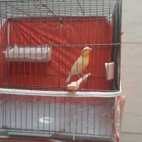 قناری پرتقالی|پرنده|الشتر, |دیوار