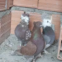 کبوتر تکپر  کاکل|پرنده|خان ببین, |دیوار